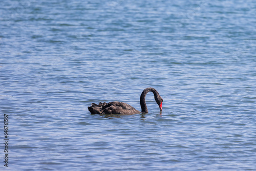 Fototapeta Naklejka Na Ścianę i Meble -  Black swans floating along the Terranora creek near Tweed River, New South Wales, Australia 