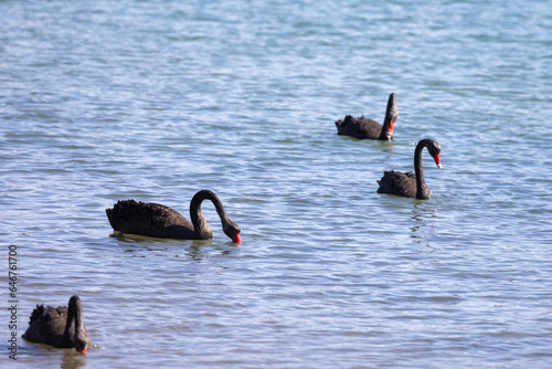 Fototapeta Naklejka Na Ścianę i Meble -  Black swans floating along the Terranora creek near Tweed River, New South Wales, Australia 