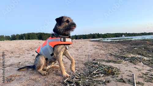 dog in a life jacket. rescue dog on the beach photo