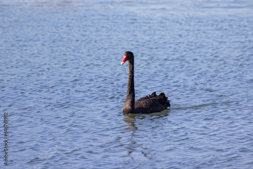 Fototapeta Naklejka Na Ścianę i Meble -  Black swans floating along the Terranora creek near Tweed River, New South Wales, Australia 