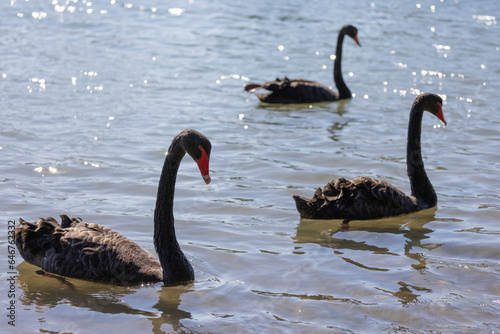Fototapeta Naklejka Na Ścianę i Meble -  Black swans floating along the Terranora creek near Tweed River, New South Wales, Australia 