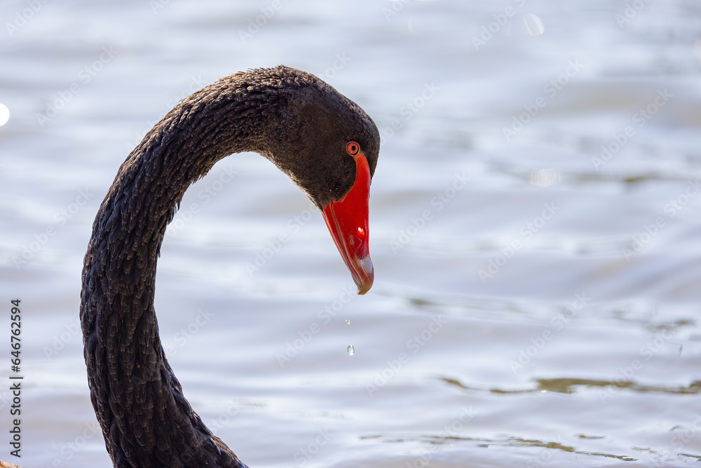 Fototapeta premium Close up of Black swans floating along the Terranora creek near Tweed River, New South Wales, Australia