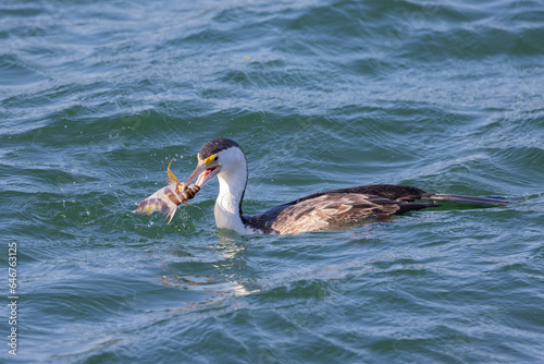 Pied Cormorant catching fish in natural habitat in New South Wales, Australia