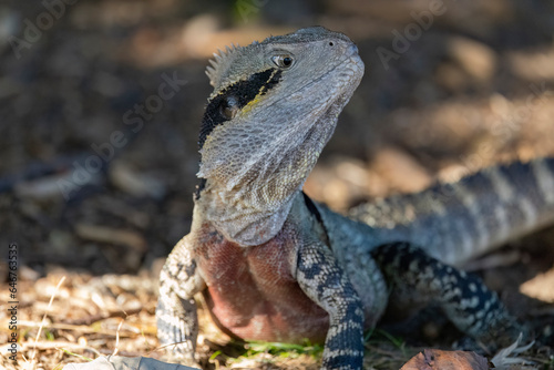 Close up of an Eastern Water Dragon in it's native habitat in Queensland, Australia © hyserb