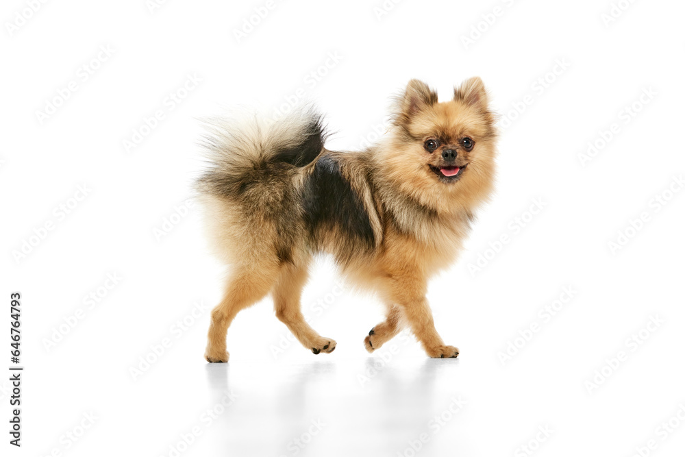 Obraz premium Beautiful, positive, purebred pomeranian spitz dog walking over white studio background. Concept of domestic animals, care, pet love, vet. Copy space for ad