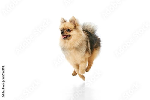Beautiful, positive, purebred pomeranian spitz dog walking over white studio background. Concept of domestic animals, care, pet love, vet. Copy space for ad © master1305