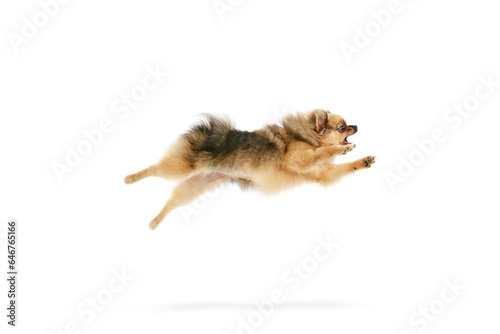 Hyper active pet. Funny image of purebred spitz dog in motion, jumping over white studio background. Concept of domestic animals, care, pet love, vet. Copy space for ad © master1305