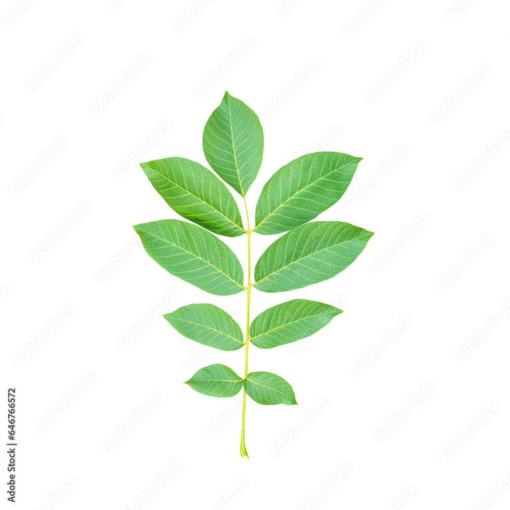 walnut tree branch on white background