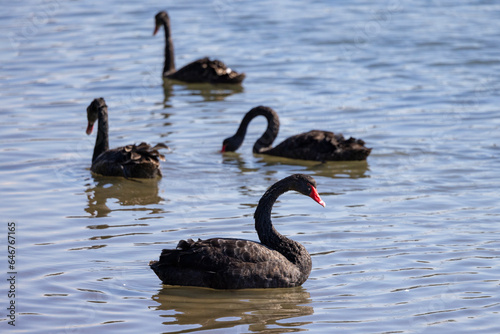 Fototapeta Naklejka Na Ścianę i Meble -  Black swans floating along the Terranora creek near Tweed River, New South Wales, Australia 