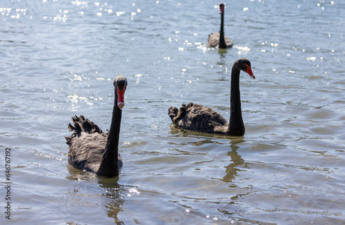 Fototapeta Naklejka Na Ścianę i Meble -  Black swans floating along the Terranora creek near Tweed River, New South Wales, Australia 