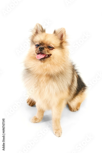 Beautiful, playful pet. Cute dog, pomeranian spitz sitting over white studio background. Concept of domestic animals, care, pet love, vet. Copy space for ad © master1305