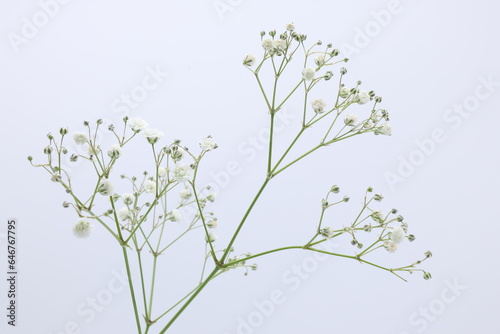 白背景のカスミソウの花 © Signyamo