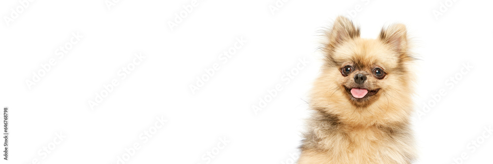 Obraz premium Cute dog, pomeranian spitz sitting with tongue sticking out over white studio background. Happy and smiling. Concept of domestic animals, care, pet love, vet. Copy space for ad. Banner