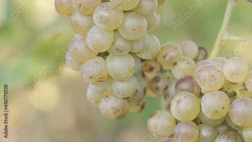Macro Shot of Beautiful White Bunch of Grapes on a Vine in a Vineyard, Soft Sunrise Light, Slow Motion photo