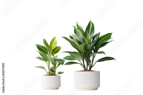 Plant in a White Pot Png