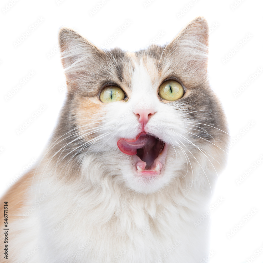 Fluffy cat isolated on white licking her face - obrazy, fototapety, plakaty 