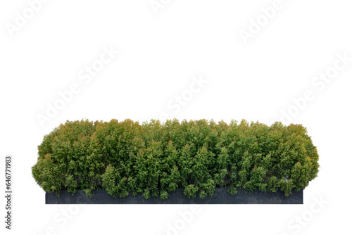 CHAMAECYPARIS LAWONIANA or ELLWOOD'S GOLD isolate on white background. Juniperus communis, the common juniper, is a species of small tree or shrub in the cypress family.
