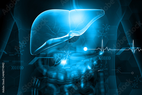 Human liver anatomy on blue color. 3d illustration.