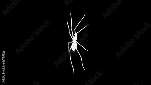 3D Spider rotates on black background. Insects and nature concept. Dangerous insects. Business advertising backdrop. For title, text, presentation. 3d animation 60 FPS