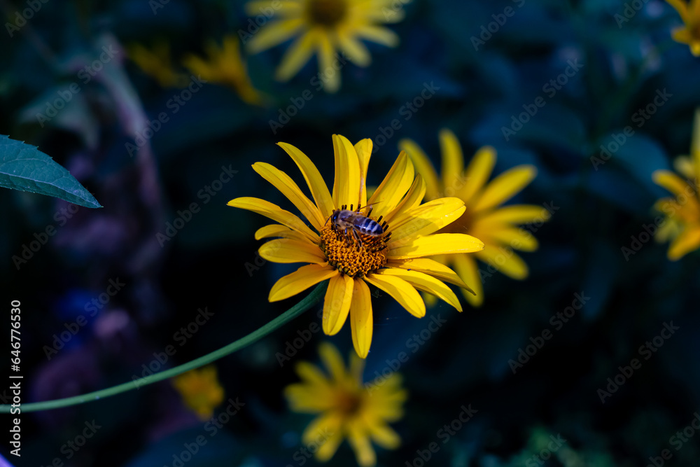 Obraz premium Jerusalem artichoke in the Kharkov courtyard. Beautiful yellow flower.