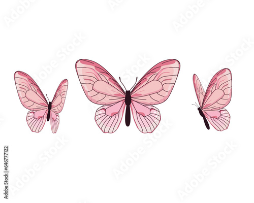 butterfly isolated on white