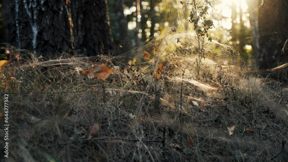 Dry grass covered with dense cobwebs at sunset in forest