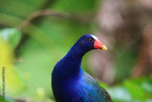 The purple gallinule (Porphyrio martinicus) is a swamphen in the genus Porphyrio. This photo was taken in Ecuador.