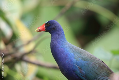 The purple gallinule (Porphyrio martinicus) is a swamphen in the genus Porphyrio. This photo was taken in Ecuador.