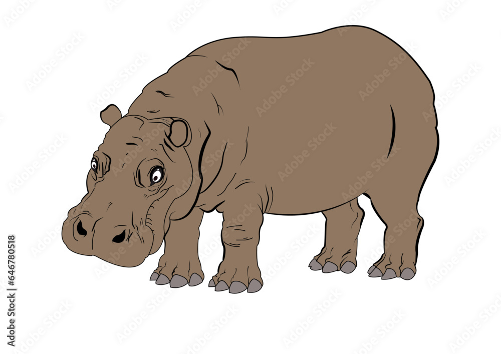Vector illustration of Hippopotamus.
