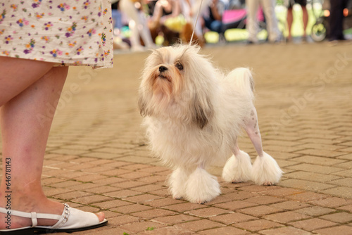 Photos of Louchen dogs. A small Lion dog looks attentively at the handler at the dog show photo