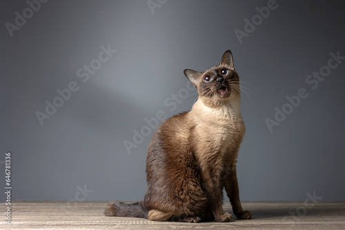 Siamese cat with blue eyes sitting on wooden table with blue background. Blue diamond cat sitting in the studio.Thai cat looking something.