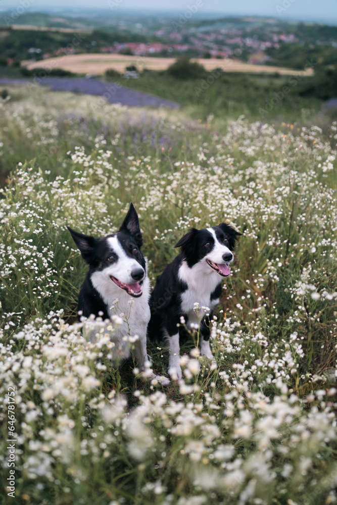two border collie dogs in daisies