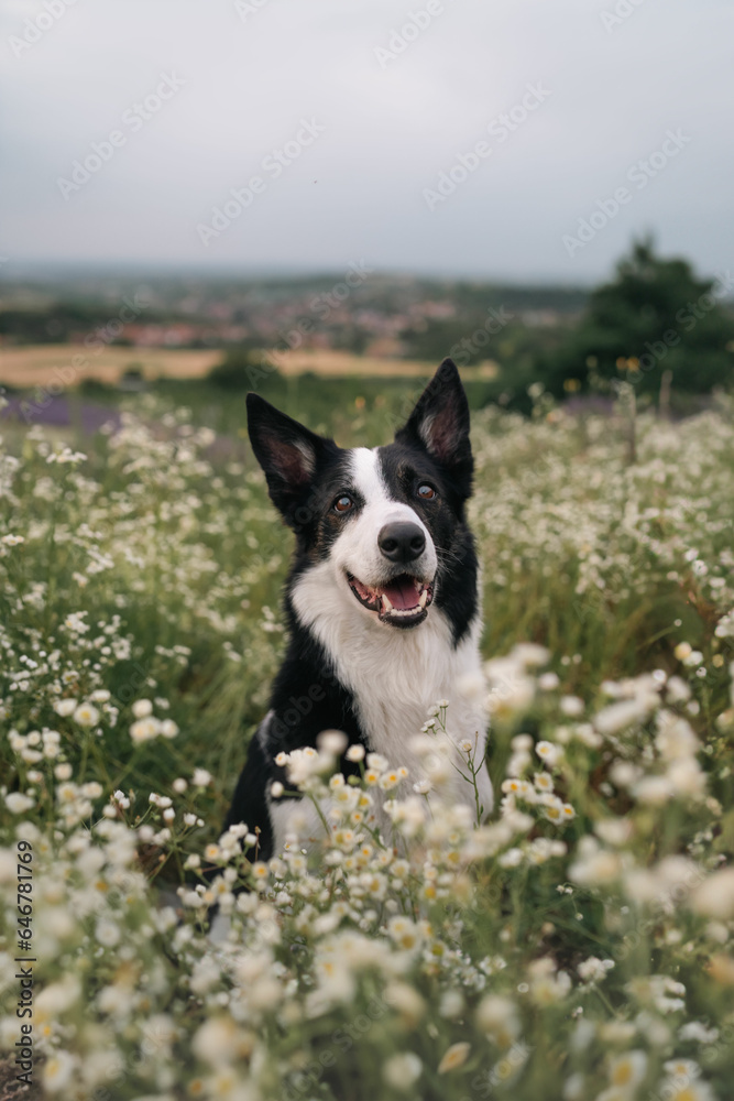 border collie dog in daisies