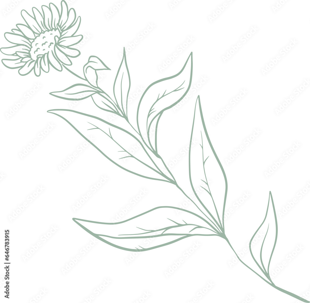 Fototapeta premium Line art watercolor flower illustration