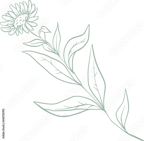 Line art watercolor flower illustration © Promo Graphics