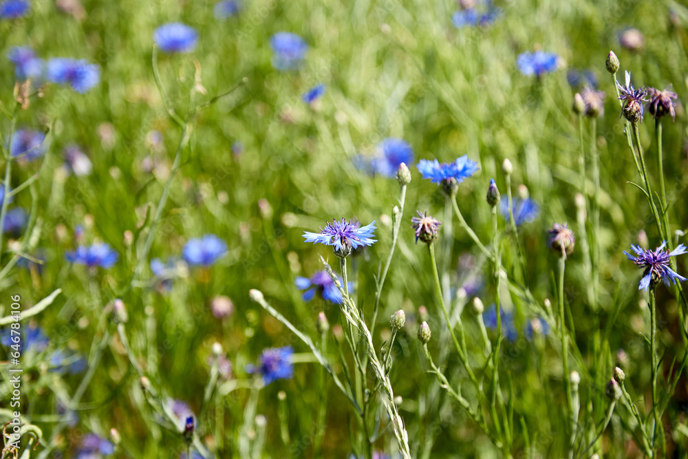 Field with cornflowers and other herbs, view from the bottom on the sky, selective focus
