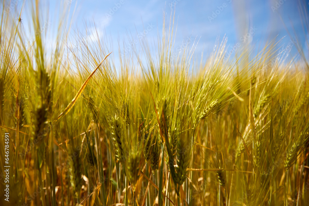Beautifull view with rye wheat field and sky on a sunny summer day, closeup, selective focus Beautifull view with rye wheat field and sky on a sunny summer day, closeup, selective focus