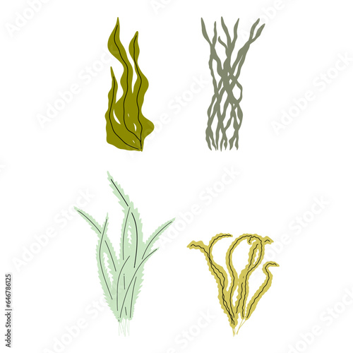 Coral. Underwater plant. Vector illustration in scandinavian style. Seaweed.