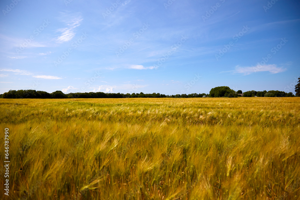 Summer scenery with a rye field and beautiful cloudy sky