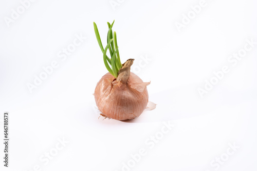 A yellow onion with green sprouts on a white background.