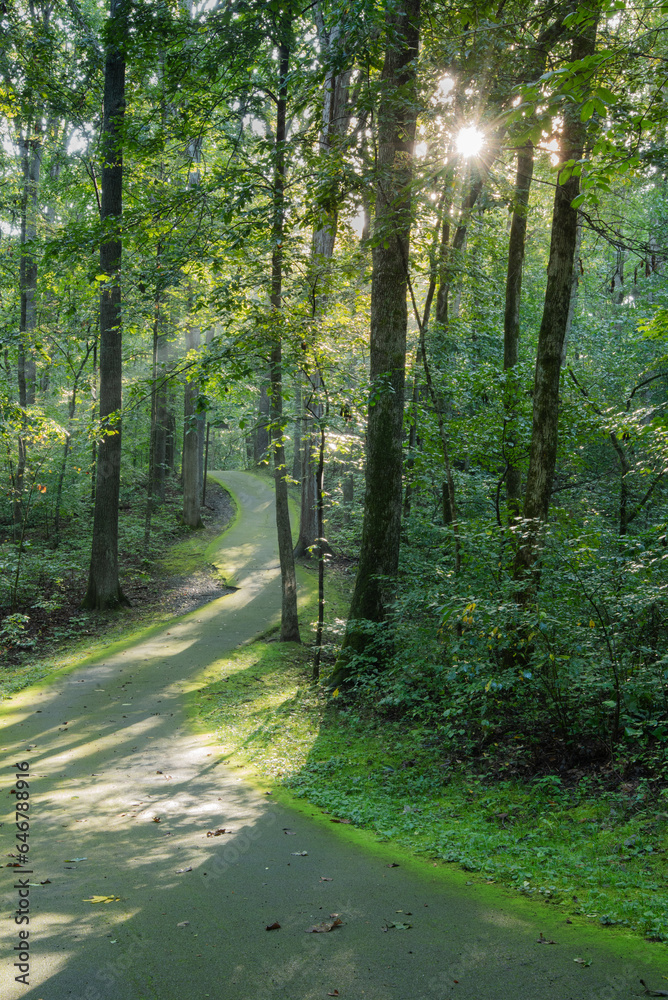 Moss lined walking trail in a wooded area with morning light streaming through the trees highlighting the path. Moss lined walking trail in a wooded area with morning light streaming through the trees highlighting the path.
