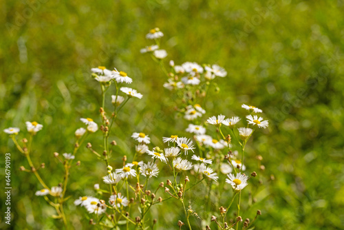 beautiful flowering white meadow flowers