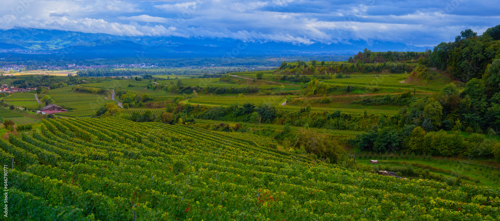 Weinberge Reben Kaiserstuhl Weinberge Reben Kaiserstuhl