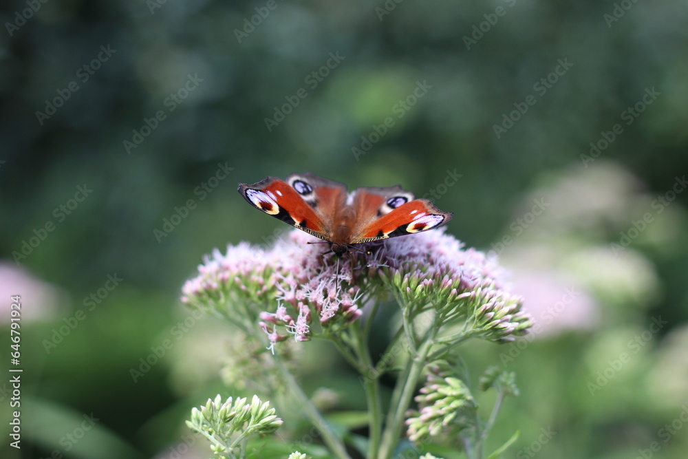 Motyl 2