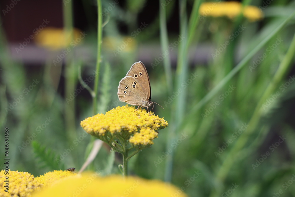 Motyl 1