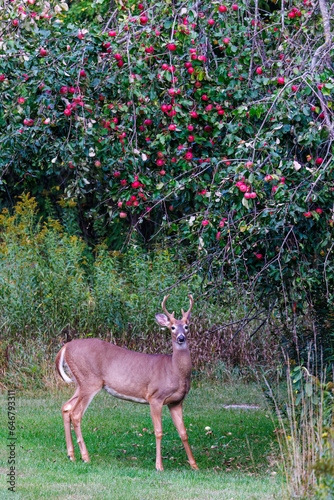 Whitetail buck deer (Odocoileus virginianus) with velvet antlers standing under an apple tree during late summer photo