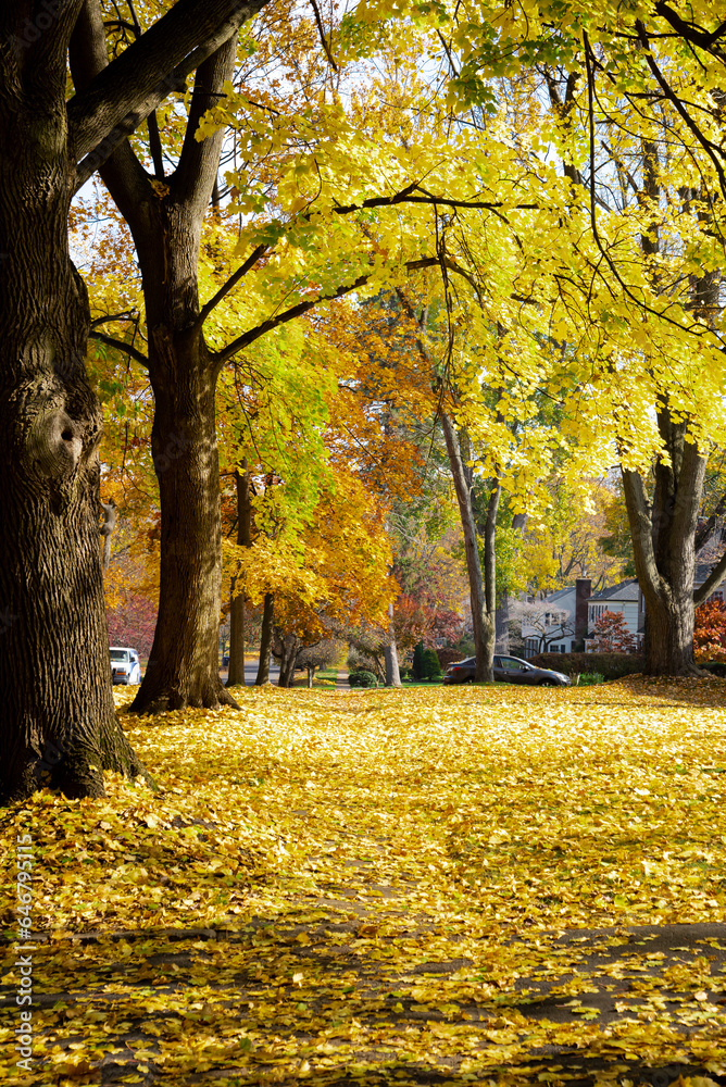 Beautiful tall yellow maple trees canopy branches along quite residential street thick rug of autumn leaves in upscale neighborhood Rochester, Upstate New York, USA