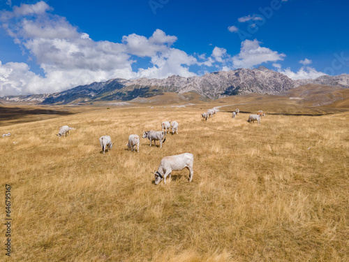 A herd of white cows on a free pasture in the meadows among the mountains. A herd of cows grazing