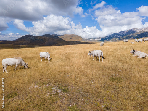 A herd of white cows on a free pasture in the meadows among the mountains. A herd of cows grazing