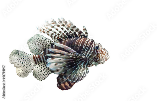 Devil firefish isolated on transparent background, side view. Pterois miles tropical fish cut out icon with copy space